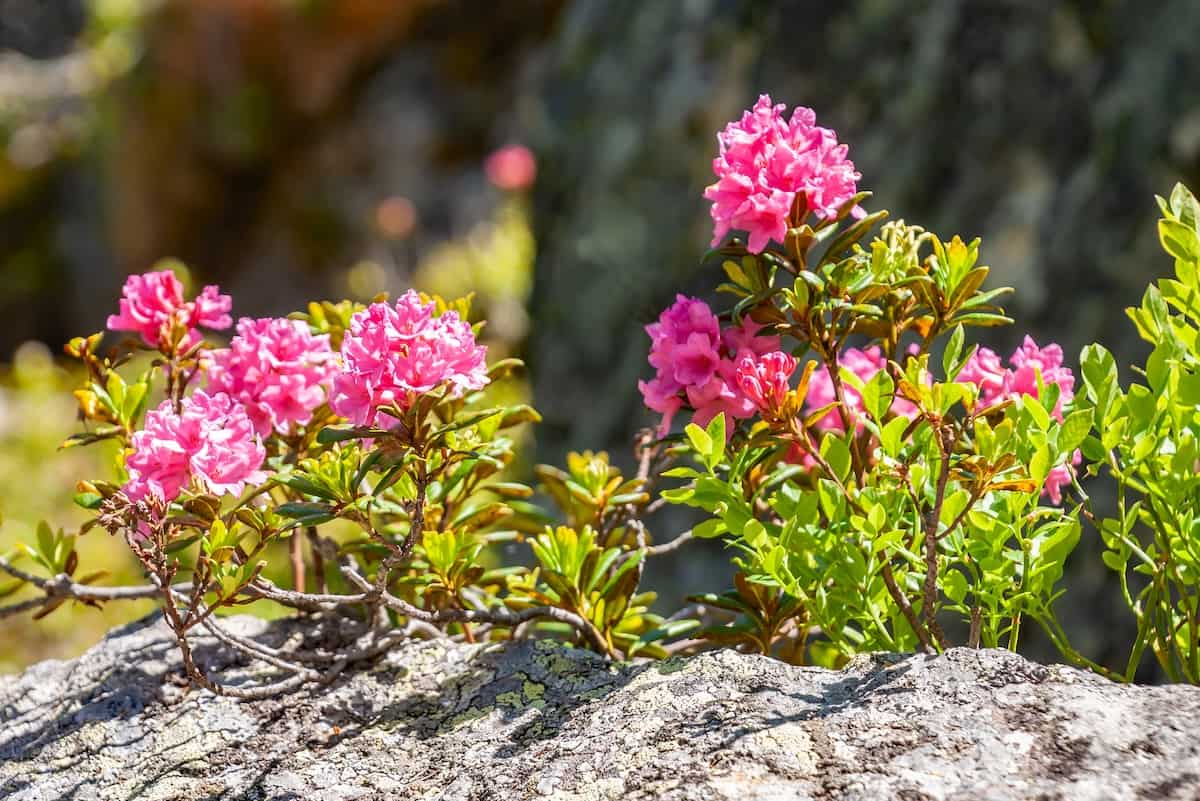 rhododendrons on trail